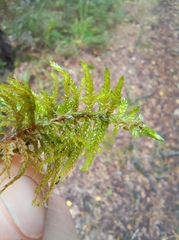 Pleurozium schreberi