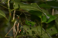Marantaceae