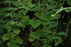 Lophospermum erubescens