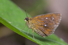 Iambrix salsala salsala