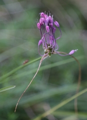 Allium carinatum