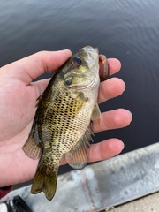 Ambloplites rupestris