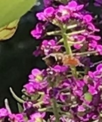 Toxomerus marginatus