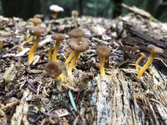 Craterellus tubaeformis
