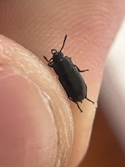 Blapstinus