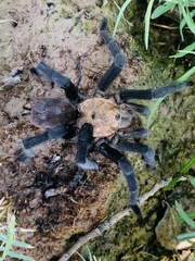 Theraphosinae
