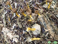 Craterellus tubaeformis