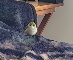 Zosterops lateralis lateralis