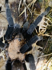 Theraphosinae