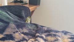 Zosterops lateralis lateralis