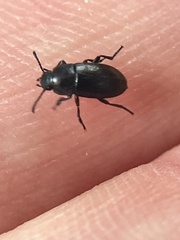 Blapstinus
