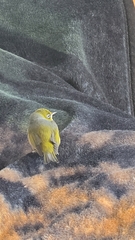 Zosterops lateralis lateralis