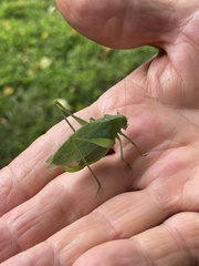 Amblycorypha