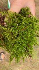 Pleurozium schreberi