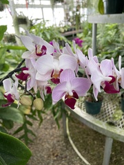 Phalaenopsis
