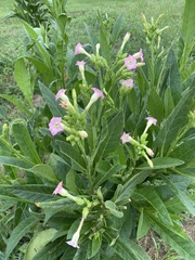 Nicotiana