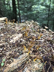 Craterellus tubaeformis