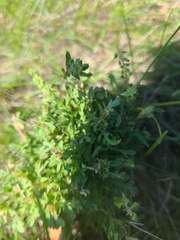 Lepidium didymum
