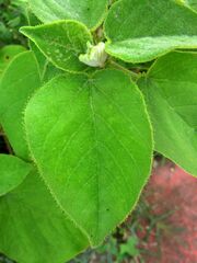 Croton ciliatoglandulifer