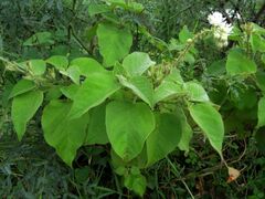 Croton ciliatoglandulifer