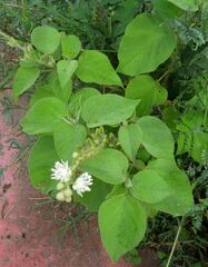 Croton ciliatoglandulifer