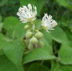 Croton ciliatoglandulifer