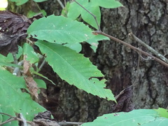 Castanea ozarkensis