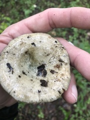 Lactarius chelidonium