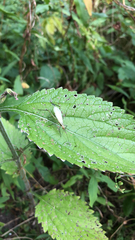 Oecanthus nigricornis