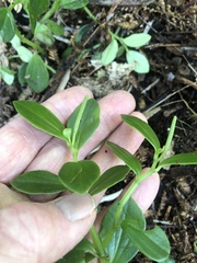 Peperomia urvilleana