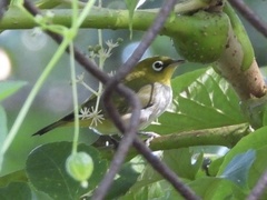 Zosterops erythropleurus