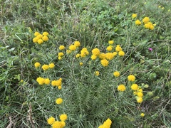 Galatella linosyris