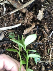 Peperomia urvilleana