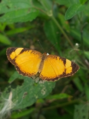 Tegosa anieta