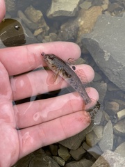 Neogobius melanostomus