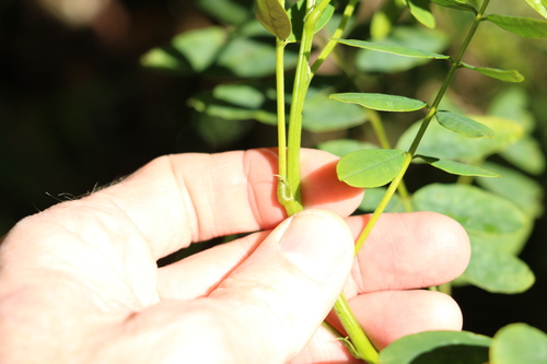 Image of Senna acclinis by (c) Greg Tasney, some rights reserved (CC BY-SA)