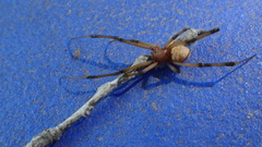 Latrodectus geometricus