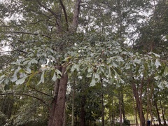 Quercus nigra