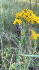 Melanoplus bivittatus