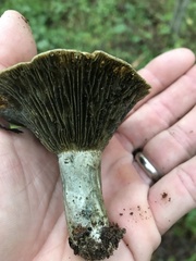 Lactarius chelidonium