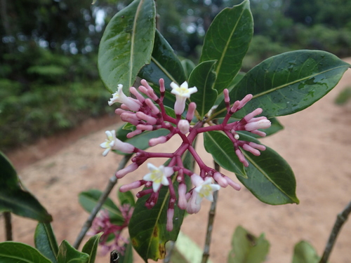 Chassalia ternifolia image
