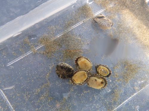Siphonaria propria