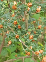 Pultenaea scabra