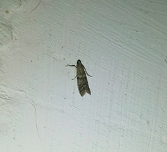 Ephestia elutella