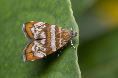 Choreutis orthogona