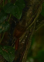 Xiphorhynchus fuscus
