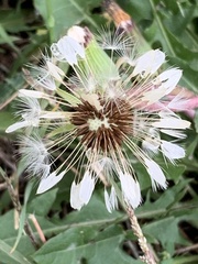 Taraxacum erythrospermum