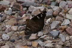 Apyrrothrix araxes
