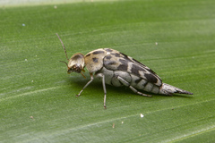 Glipa malaccana