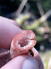 Lactarius subpurpureus